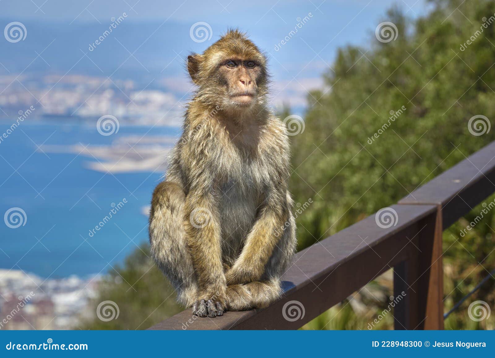 macaques in the rock of gibraltar. british territory