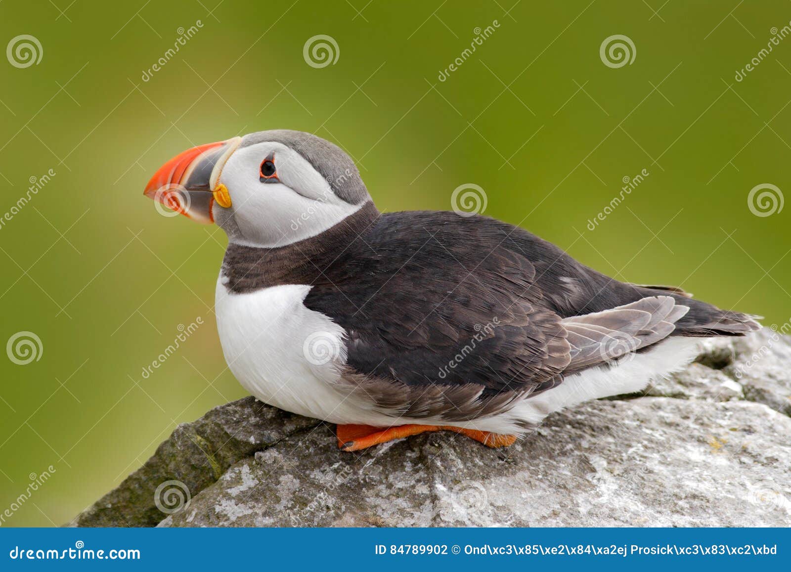Macareux Atlantique Artica De Fratercula Oiseau Mignon