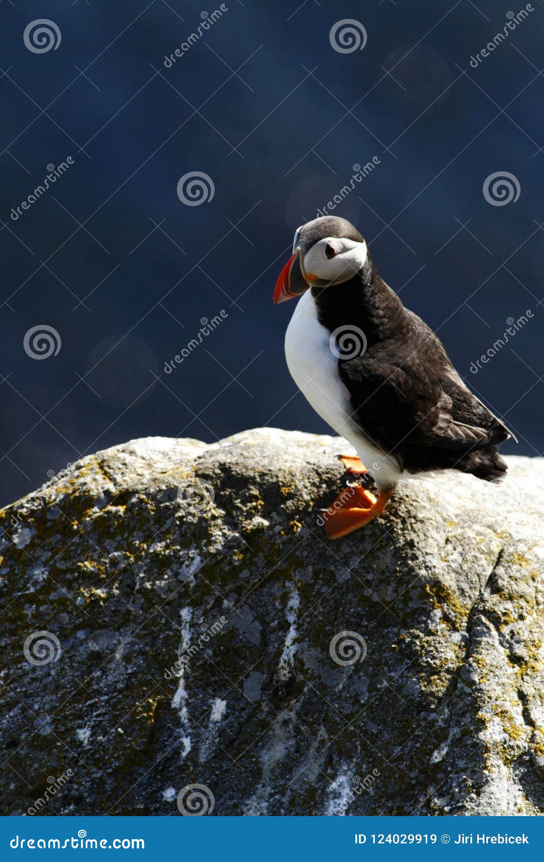 Macareux Atlantique Se Reposant Sur La Falaise Oiseau Dans