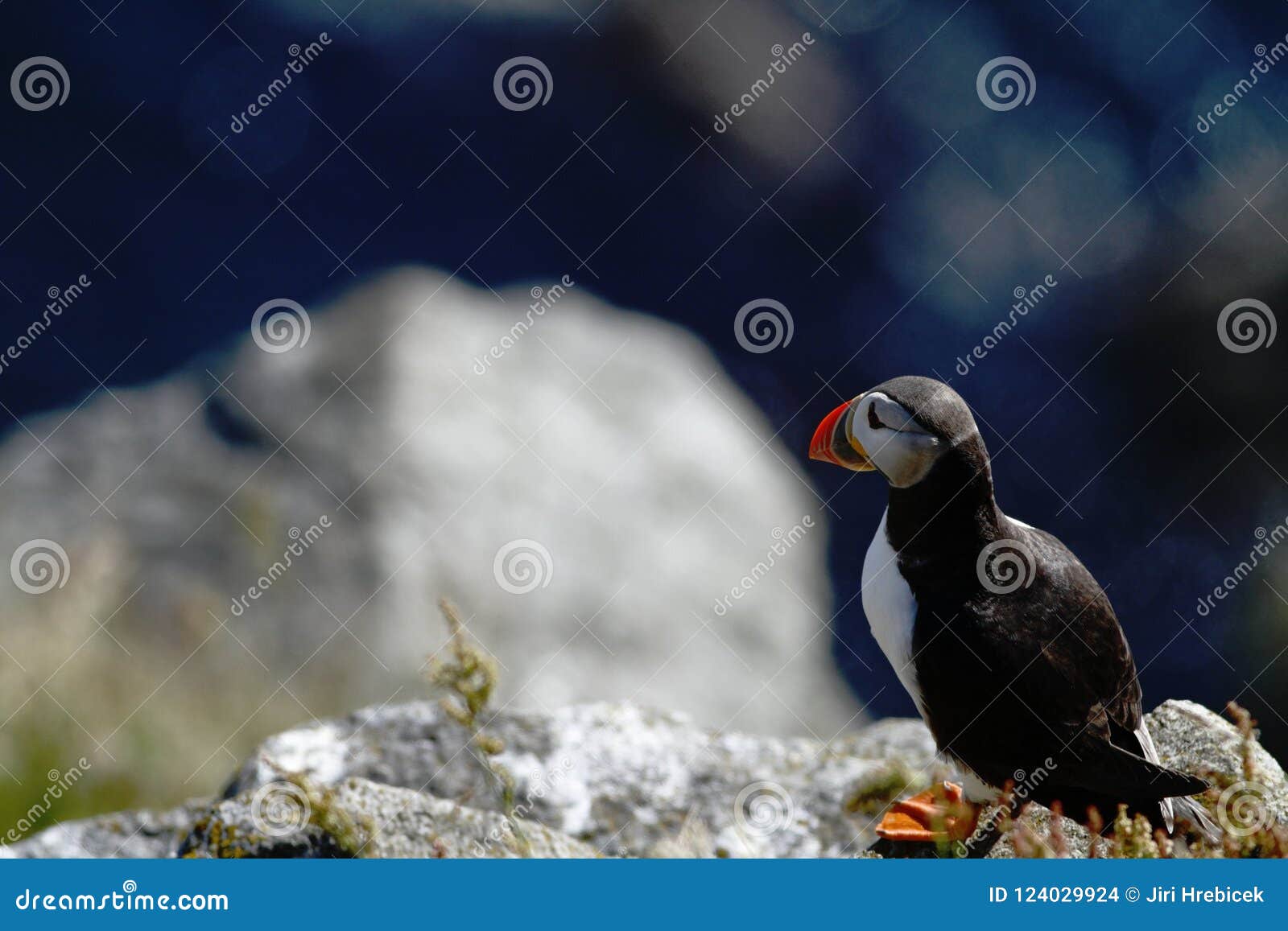 Macareux Atlantique Se Reposant Sur La Falaise Oiseau Dans