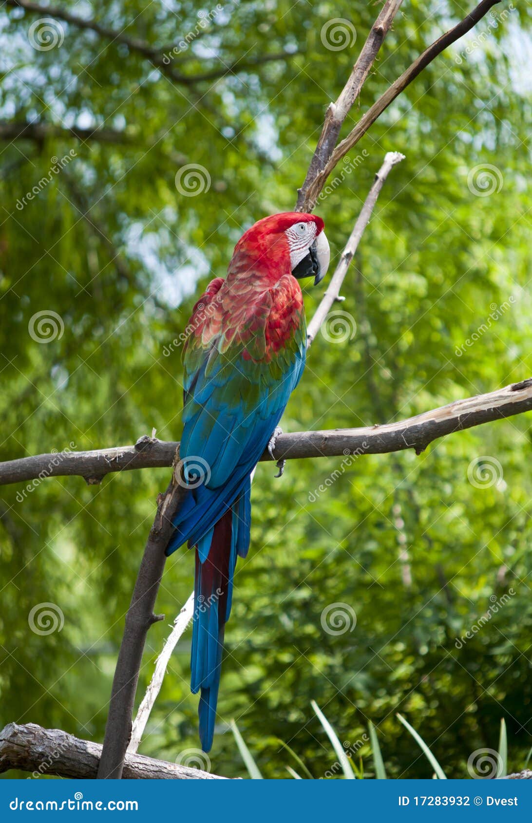 красивейший отдыхать macaw ветви