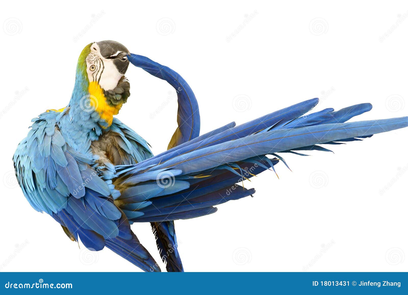 macaw