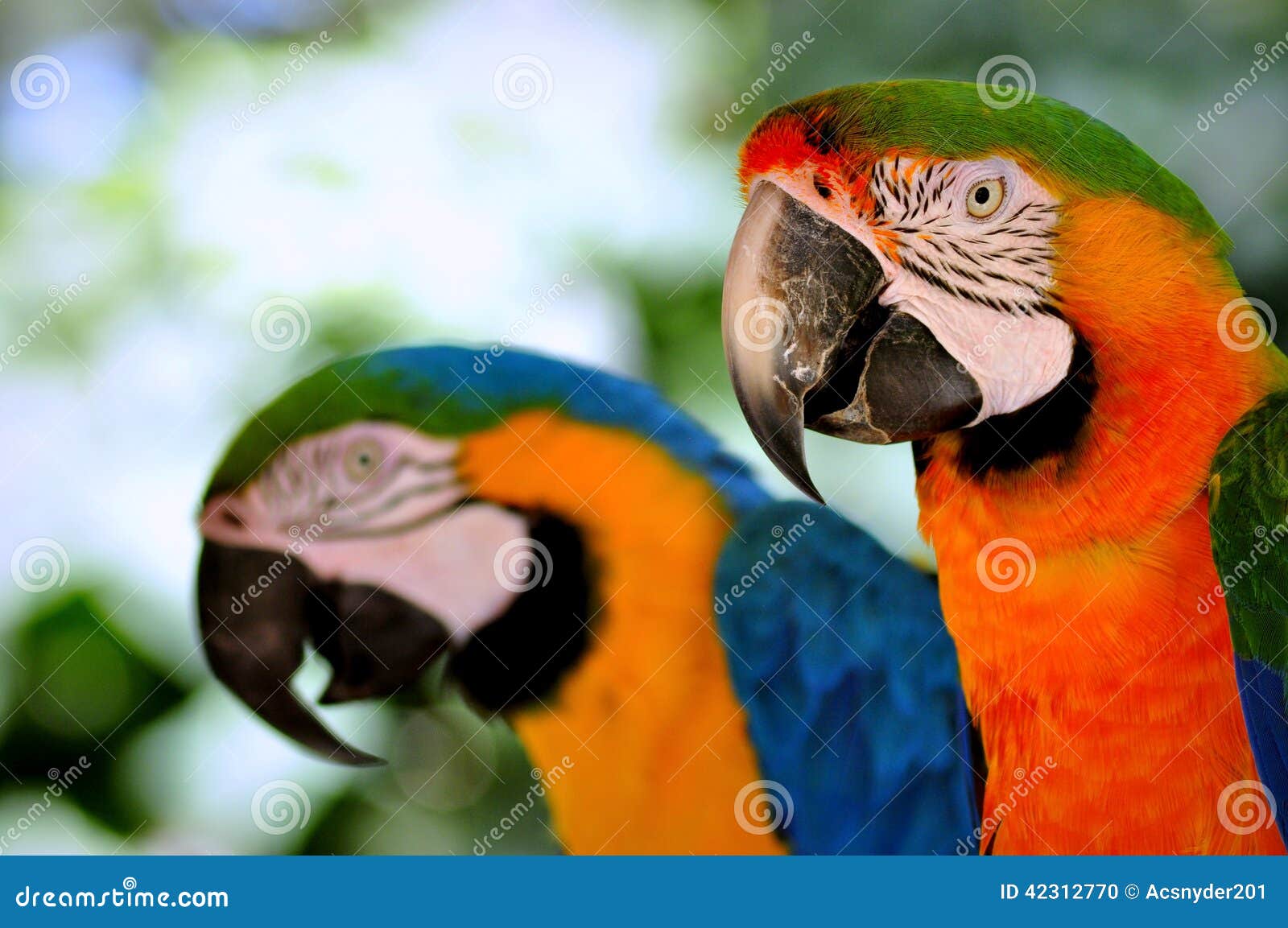 Macaw Bird stock photo. Image of yellow, white, feather 42312770