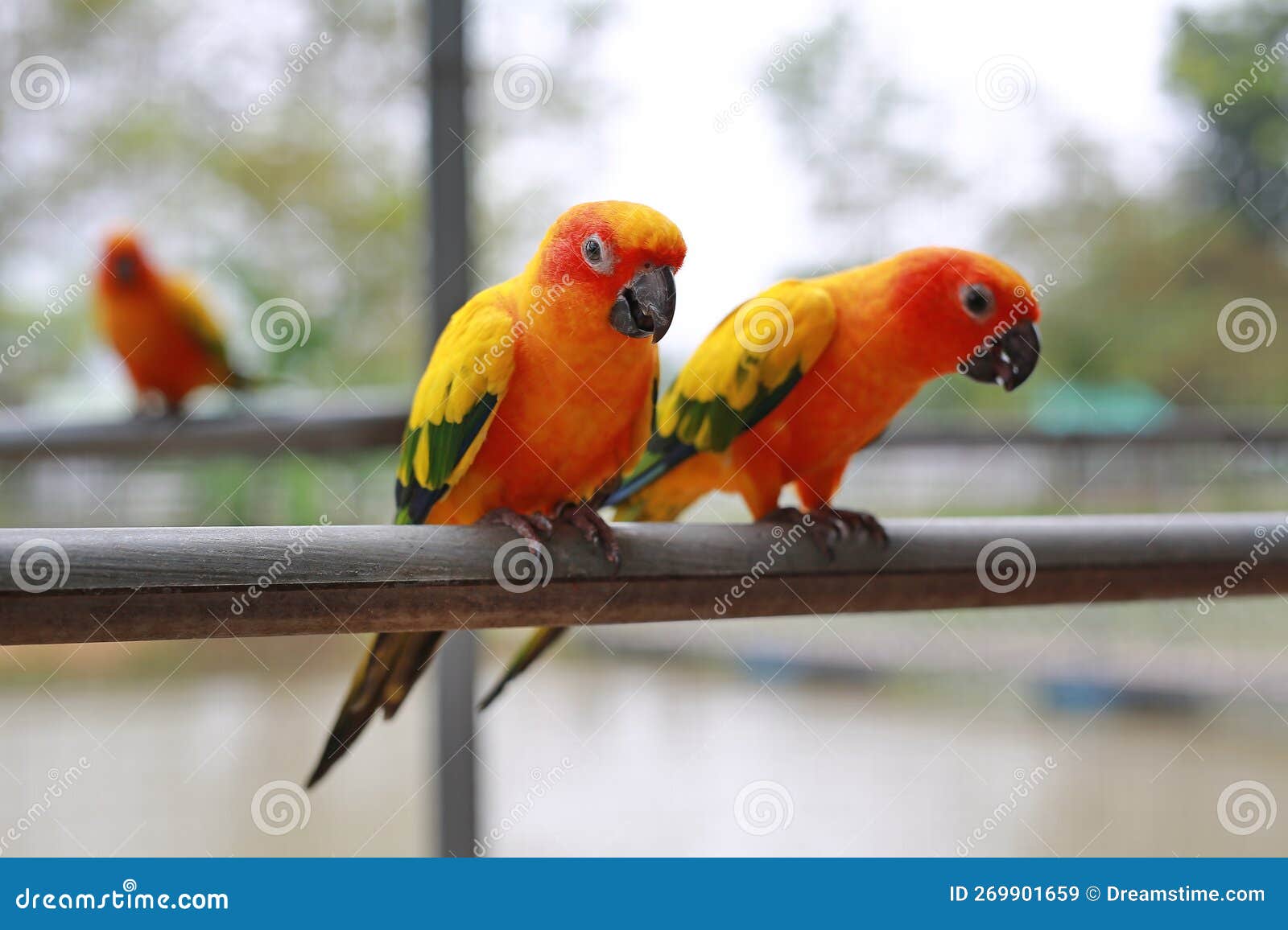 Macaw Birds Animal Catch on Iron Railing in Zoo Stock Image Image of