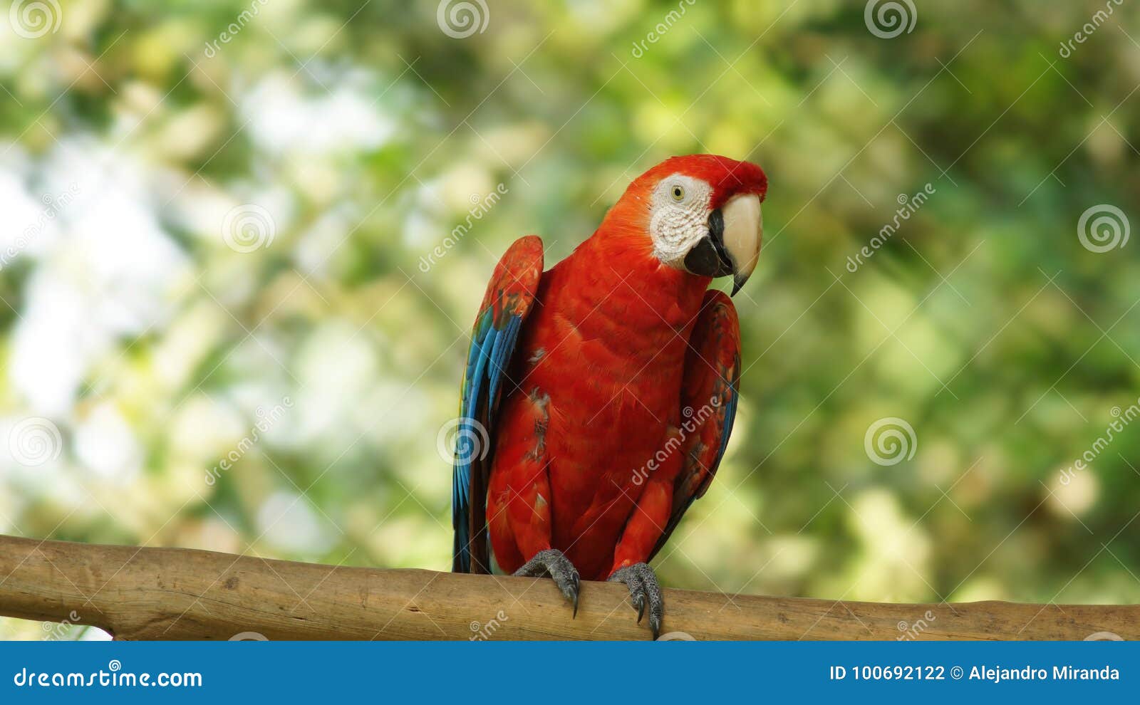 macaw on a branch in ecuadorian amazon. common names: guacamayo or papagayo