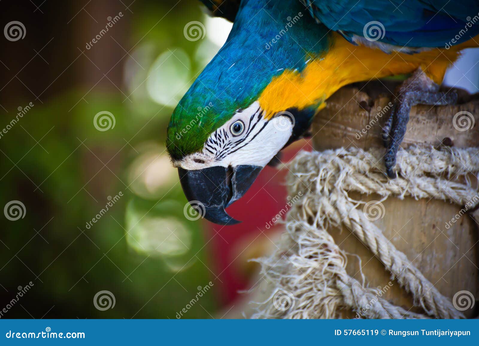 Macaw coloré. Des aras sont formés pour apprendre le parc d'oiseau à Phuket, Thaïlande