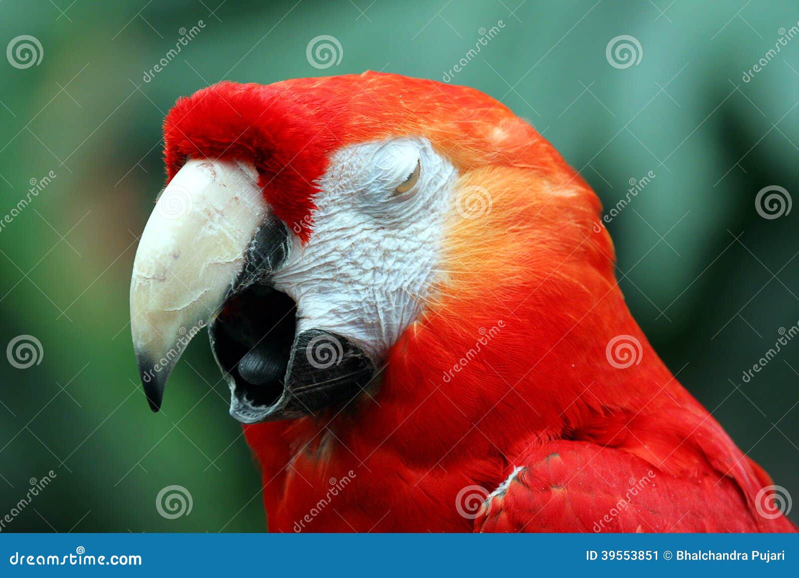 Macaw de bostezo imagen de archivo. Imagen de cierre 39553851