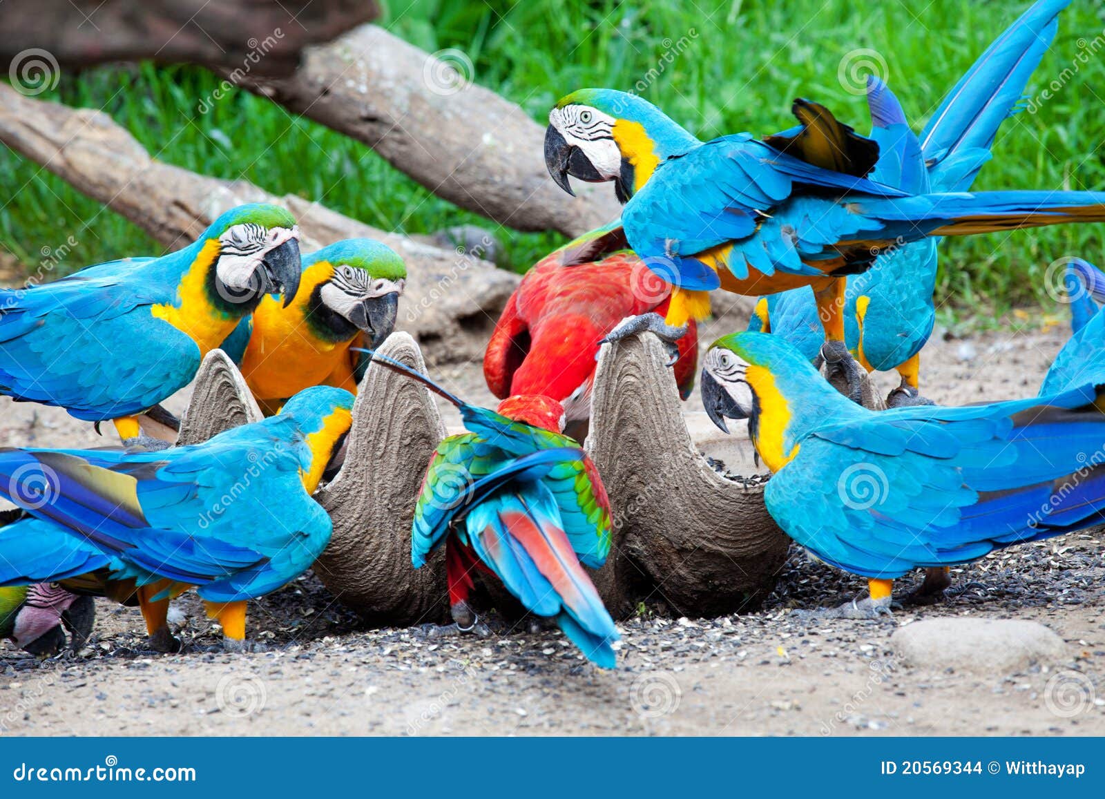 Macaw eating stock photo. Image of natural, feather, talking 20569344