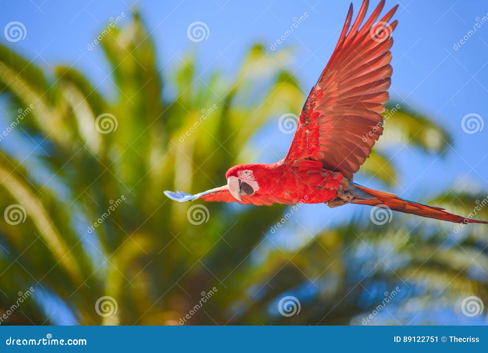 macaw in free flight in exotic birds show at palmitos park in maspalomas, gran canaria, spain