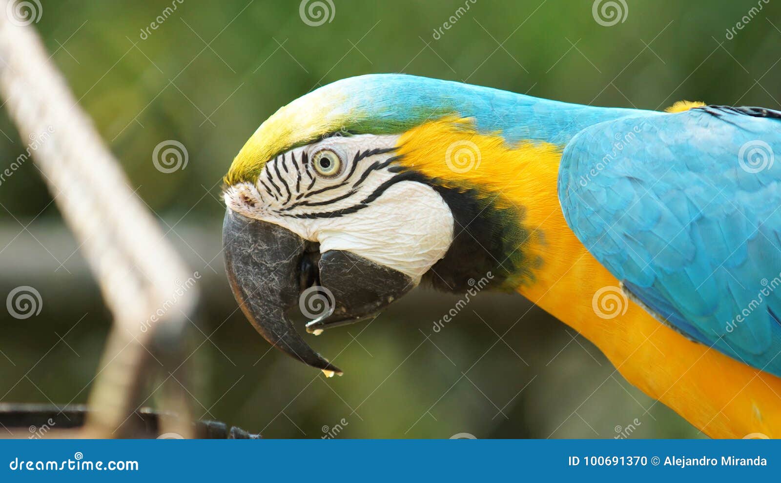 macaw on green background in ecuadorian amazon. common names: guacamayo or papagayo