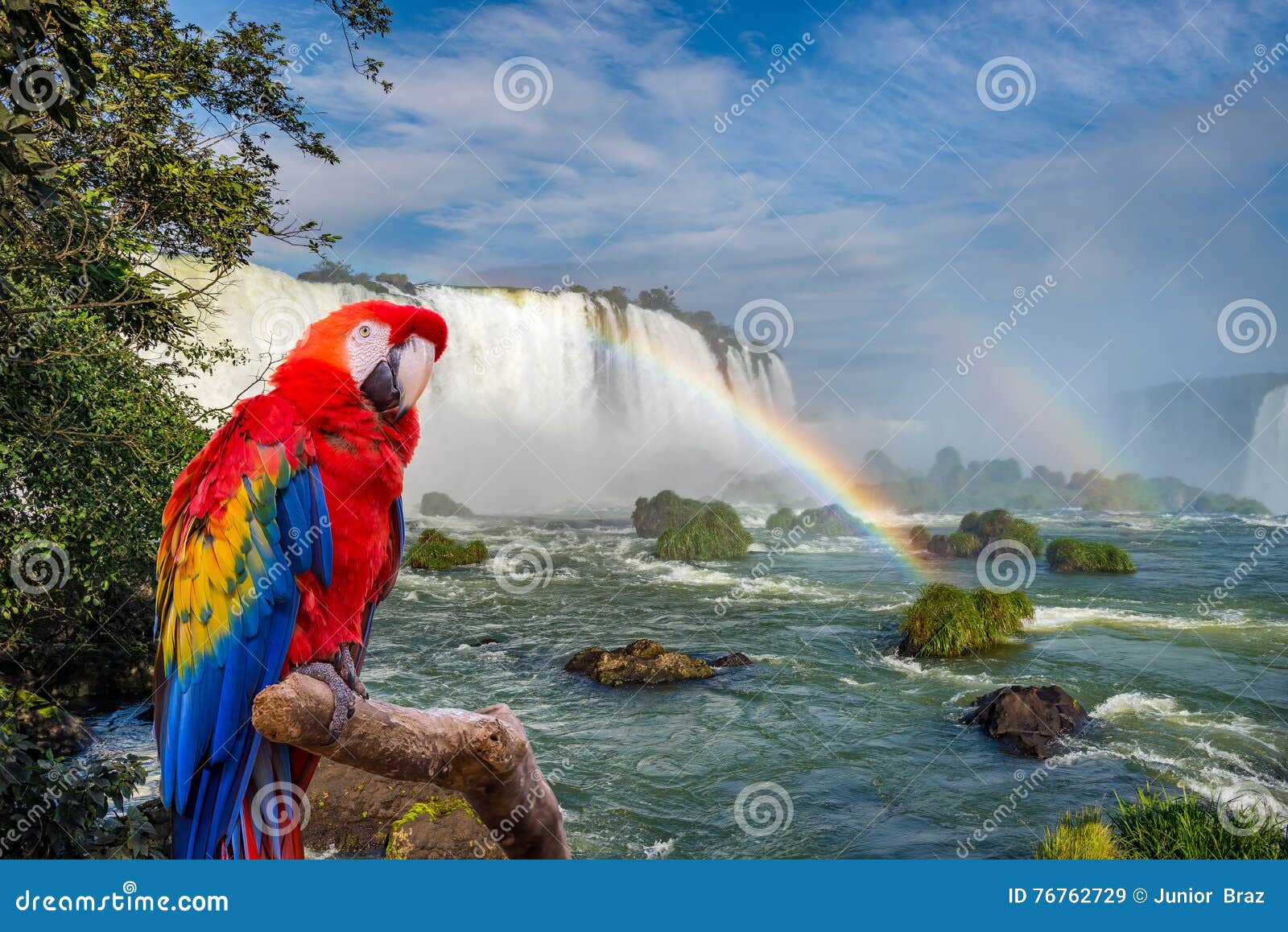 the macaw parrot at the cataratas of iguacu