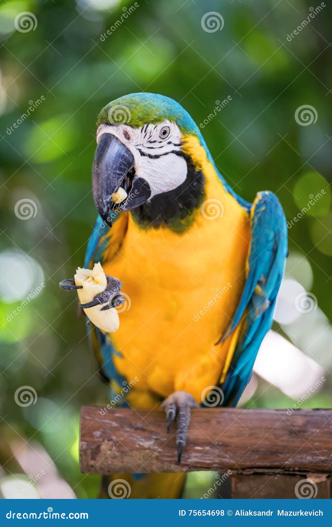 Macaw parrot eating banana stock photo. Image of yellow 75654698