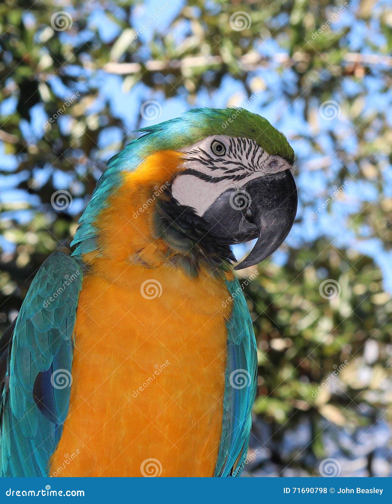 Macaw stock photo. Image of parrot, jungle, colorful 71690798