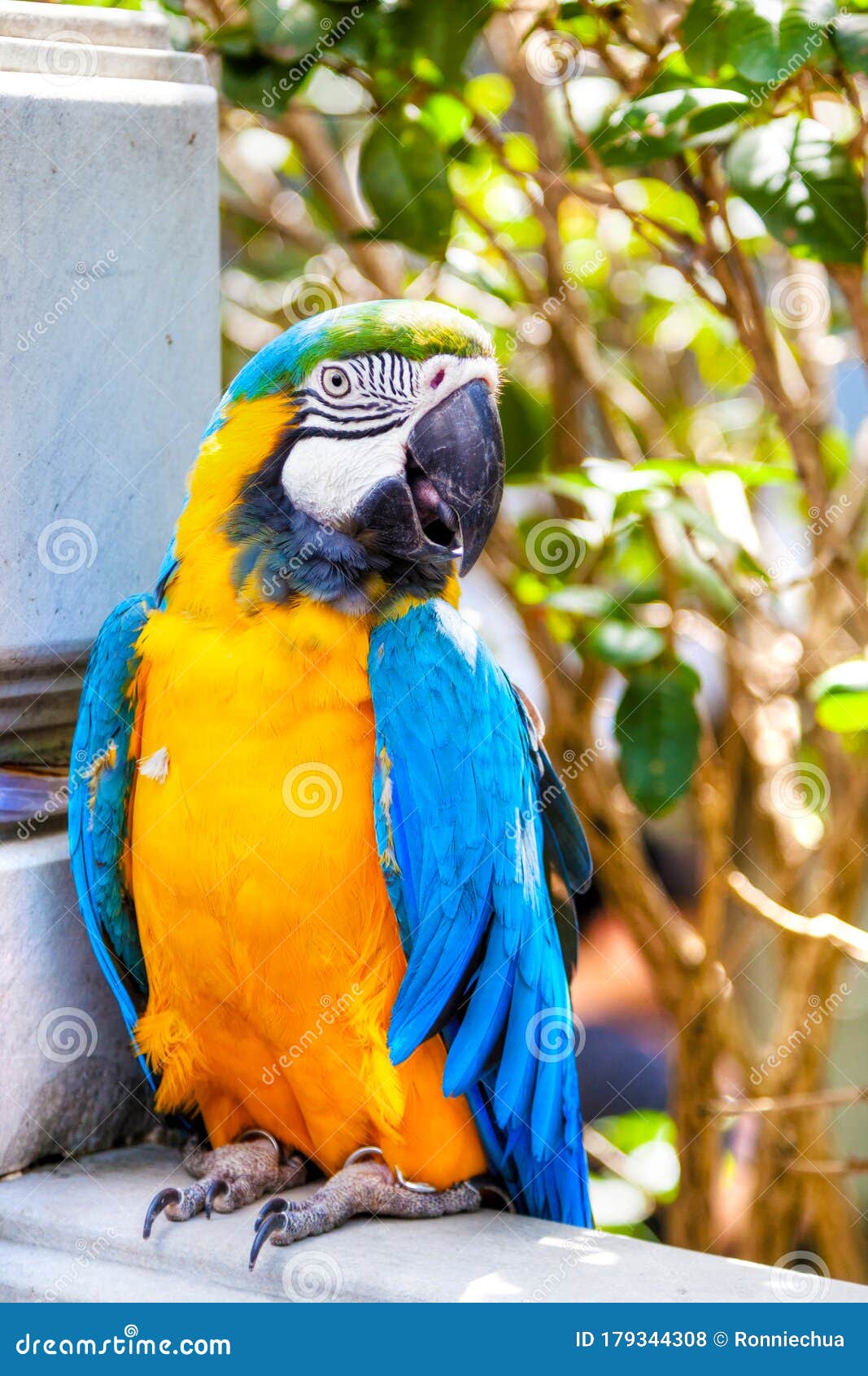 Macaw Parrot Te Koop Op Yuen Po - Tuin Voor Straatvogels in Hong Kong Foto - Image of winkel, kowoon: 179344308