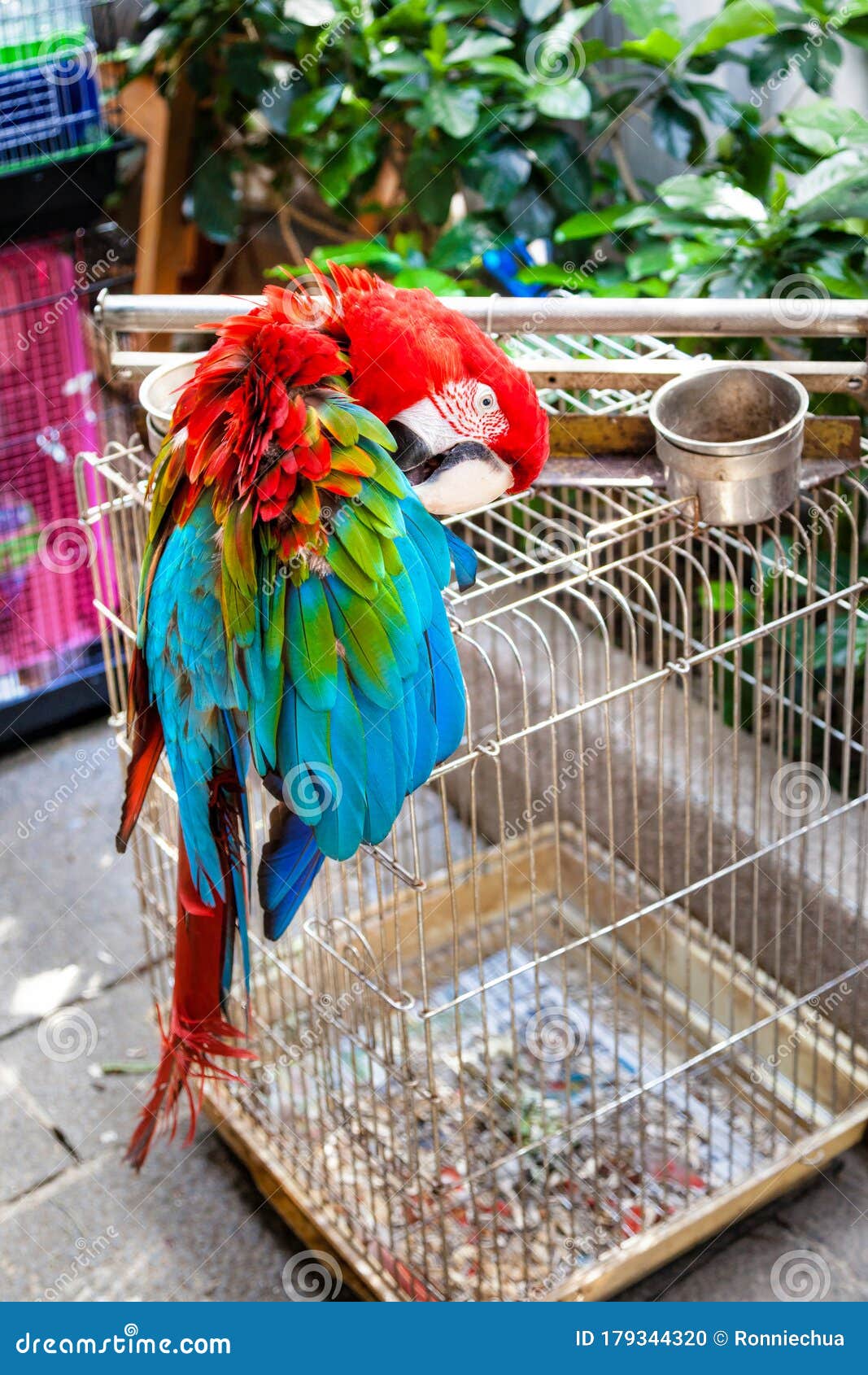 Macaw Parrot Te Koop Op Po - Tuin Voor Straatvogels in Kowloon Kong Stock Foto - Image of vogeltrek: 179344320