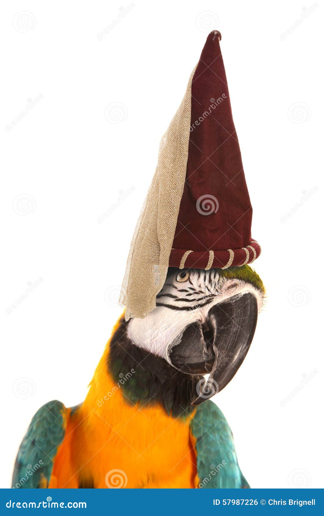 Blue Macaw Parrot Hat