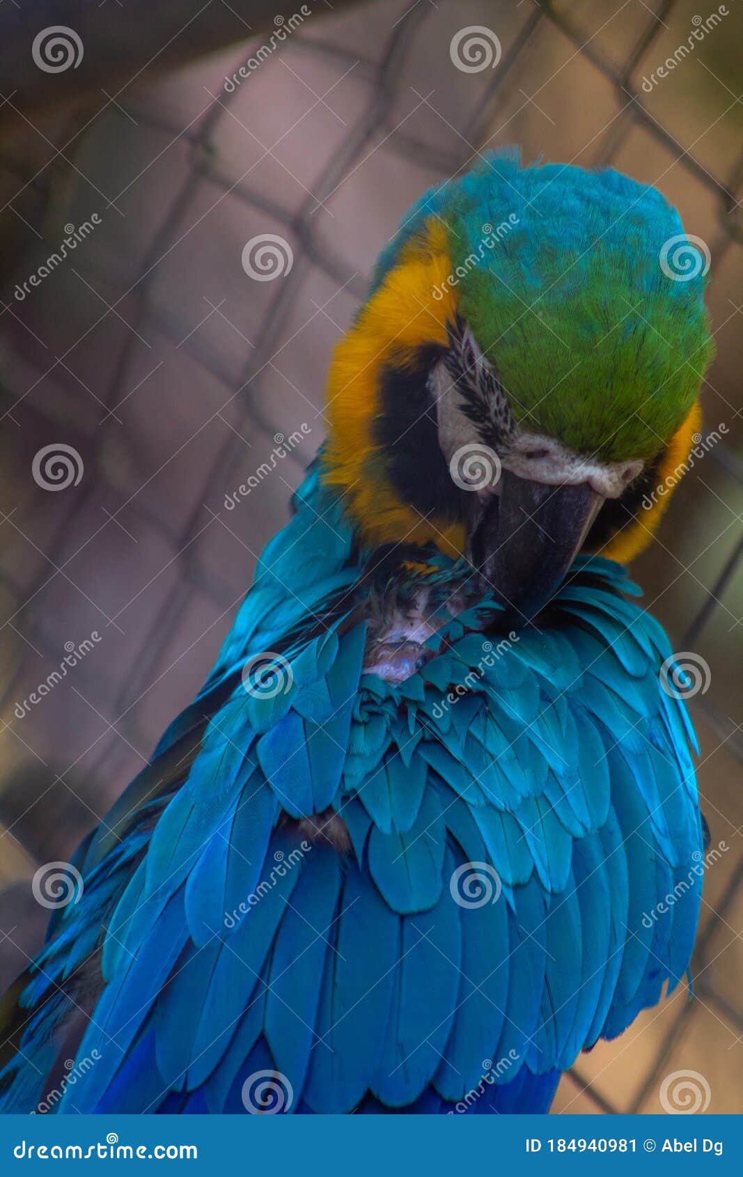 macaw posed in brench wood