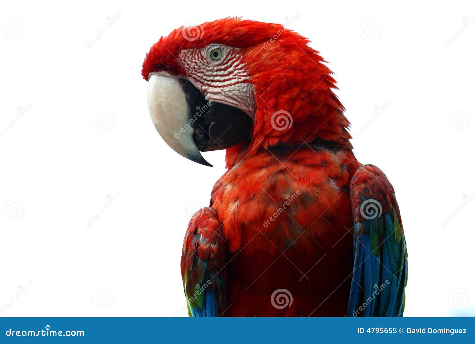 macaw on white background