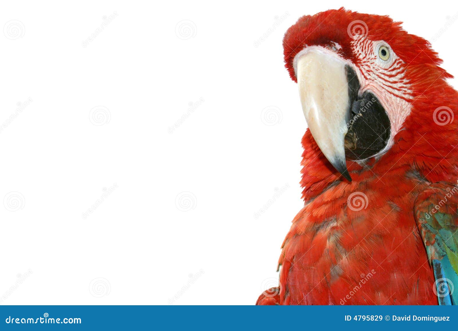 macaw on white background
