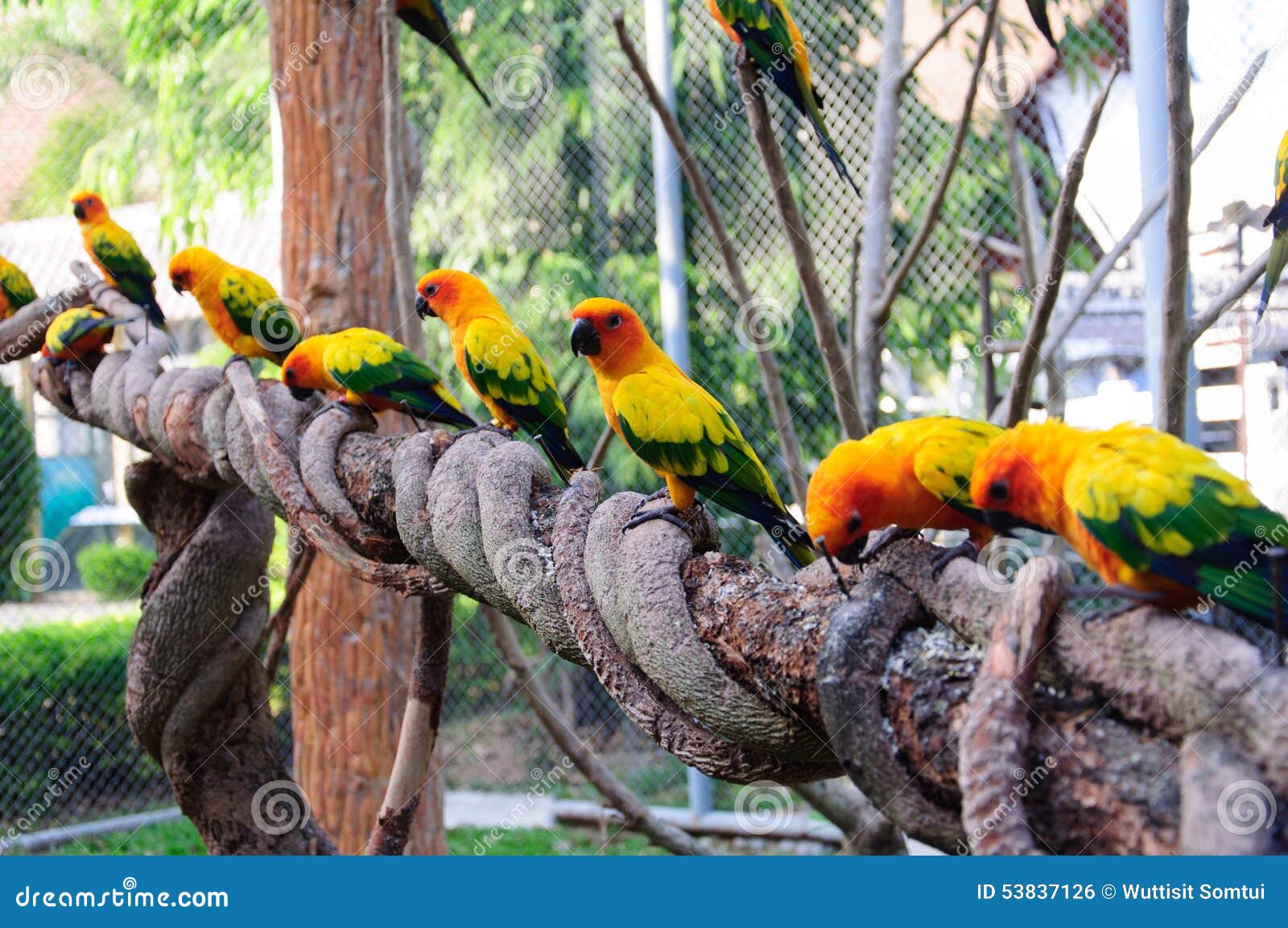 Macaws. Aror på den Chiangmai nattsafari