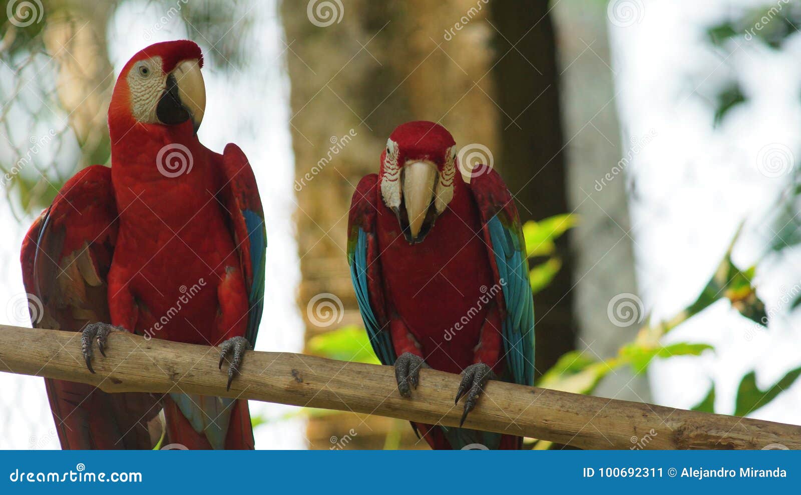 macaws on a branch in ecuadorian amazon. common names: guacamayo or papagayo.
