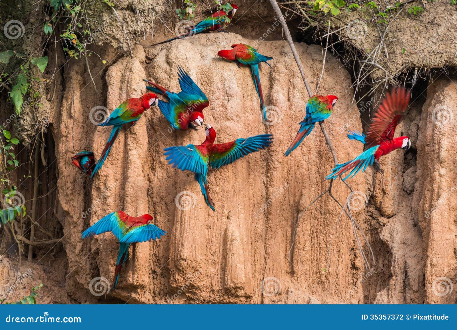 macaws clay lick peruvian amazon jungle madre de di