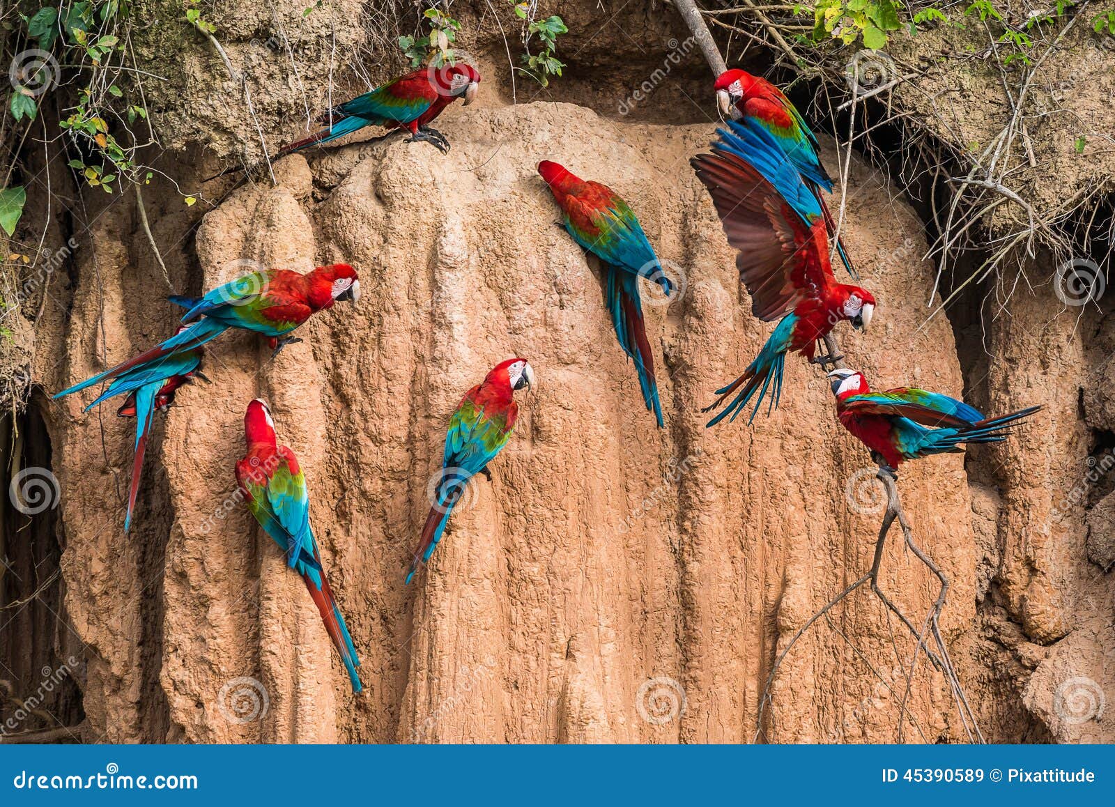 macaws in clay lick in the peruvian amazon jungle at madre de di