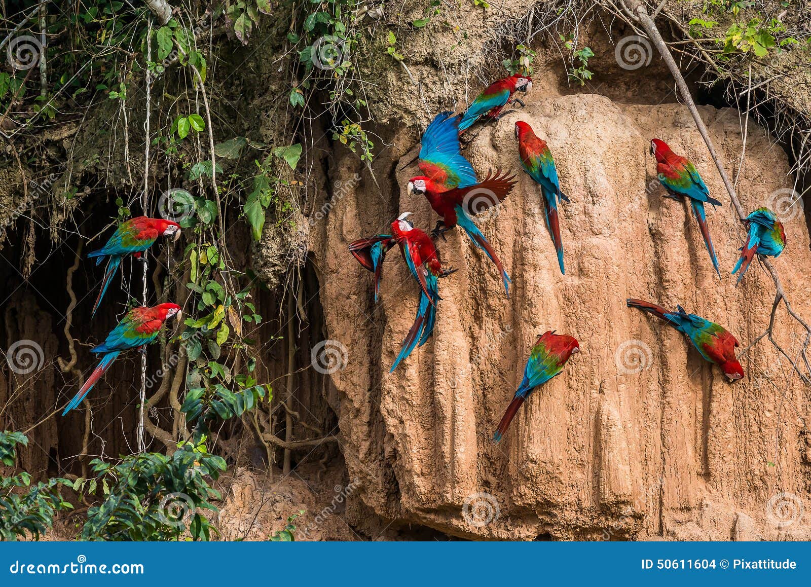 macaws in clay lick in the peruvian amazon jungle at madre de di