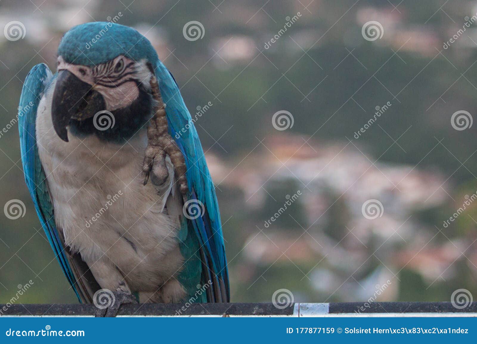 venezuelan macaws