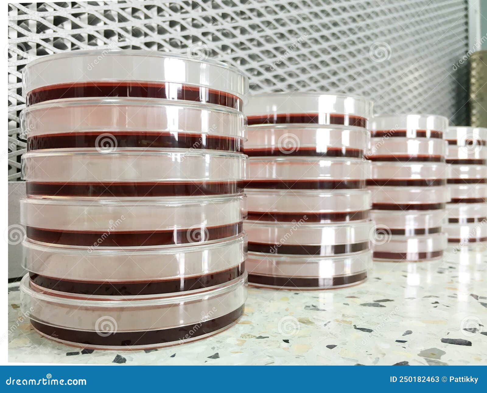 MacConkey Agar in Petri Dishes. Stock Image Image of analysis, colony