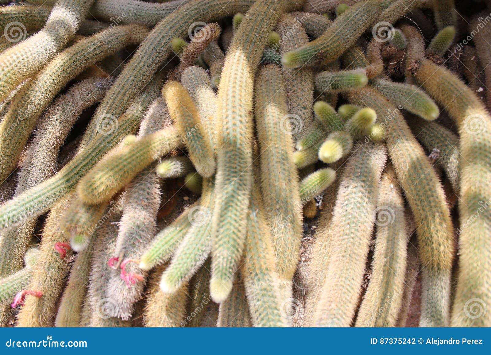 mace of cactus