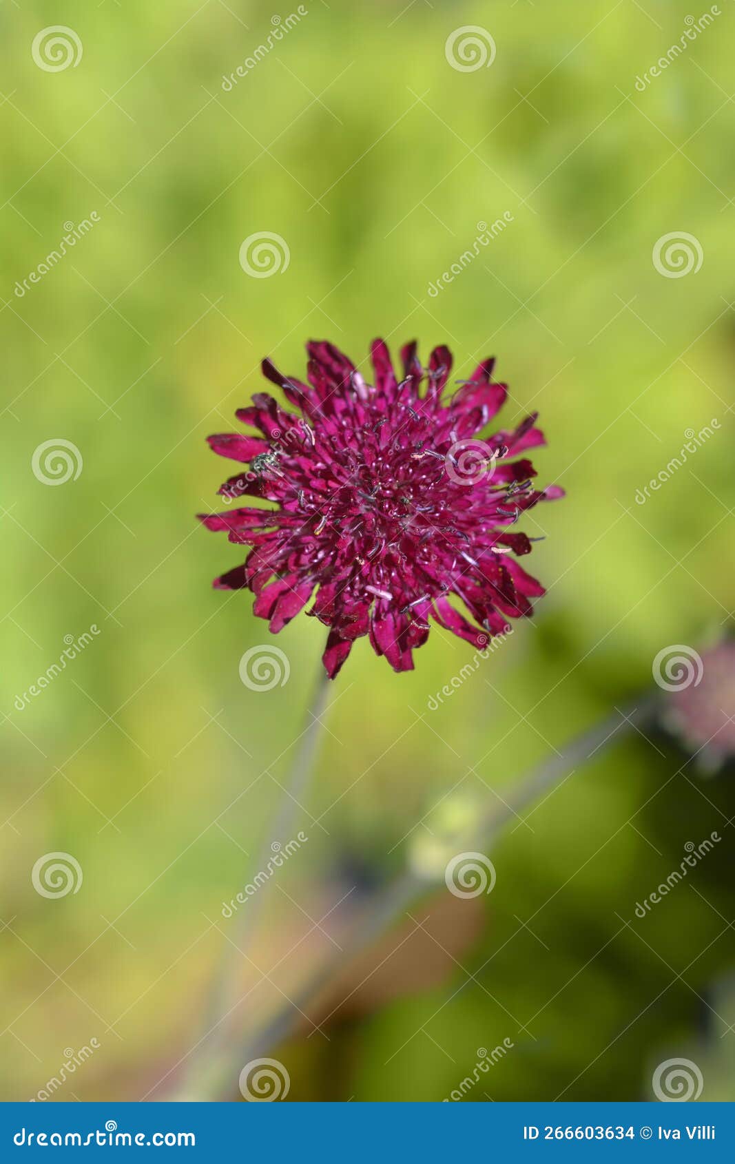 Macedonian scabious stock photo. Image of outdoors, plant 266603634