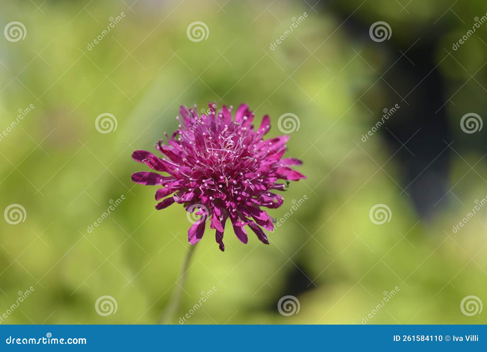 macedonian scabious