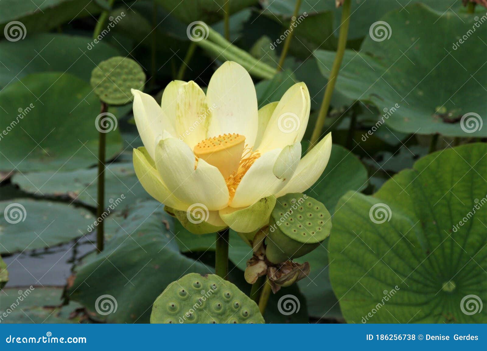 Maceta De Semillas De Flores De Loto En El Lago De Wisconsin Minnesota Frontera Usa Foto De Archivo Imagen De Indio Bebe Maceta De Semillas De Flores De Loto En El Lago De Wisconsin Minnesota Frontera Usa Foto De Archivo Imagen De Indio Bebe