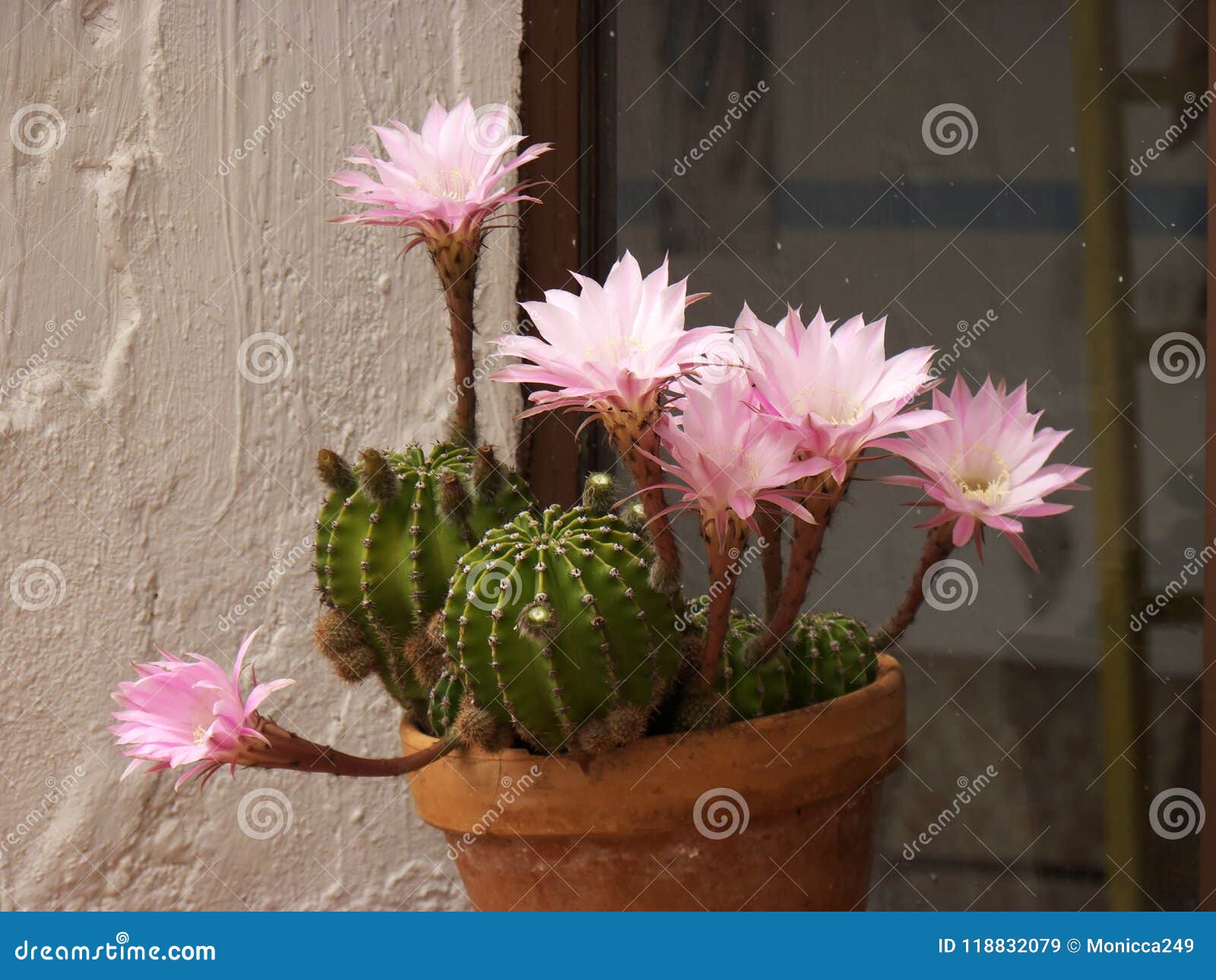 Maceta Del Cactus Con Las Flores Rosadas Imagen de archivo - Imagen de  exterior, raya: 118832079