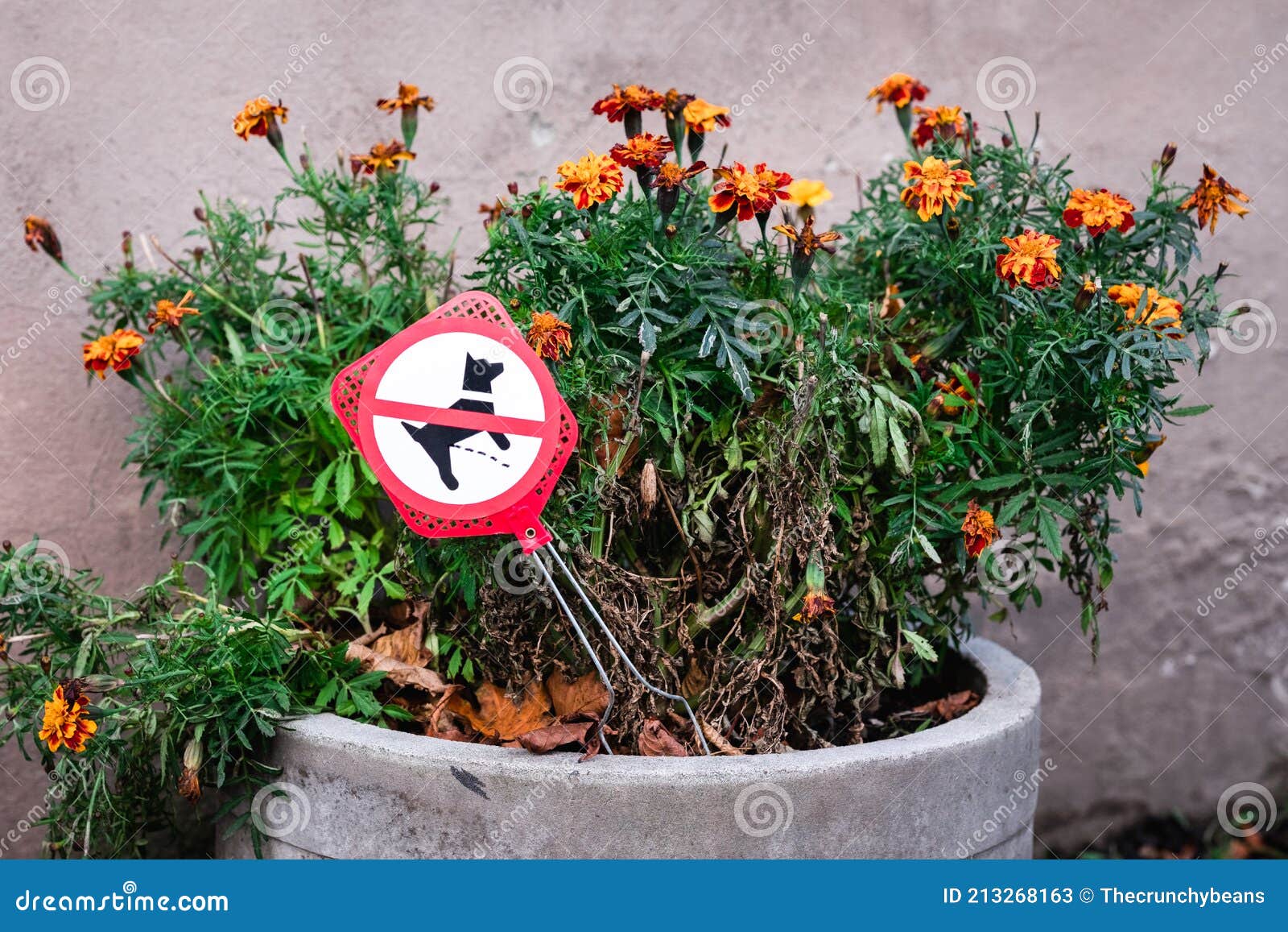Maceta Sin Signo De Prohibición De Orina. Las Flores De Caléndula Secas  Están Cuidadosamente Protegidas Contra Los Perros. No Hay Imagen de archivo  - Imagen de permitido, cubo: 213268163