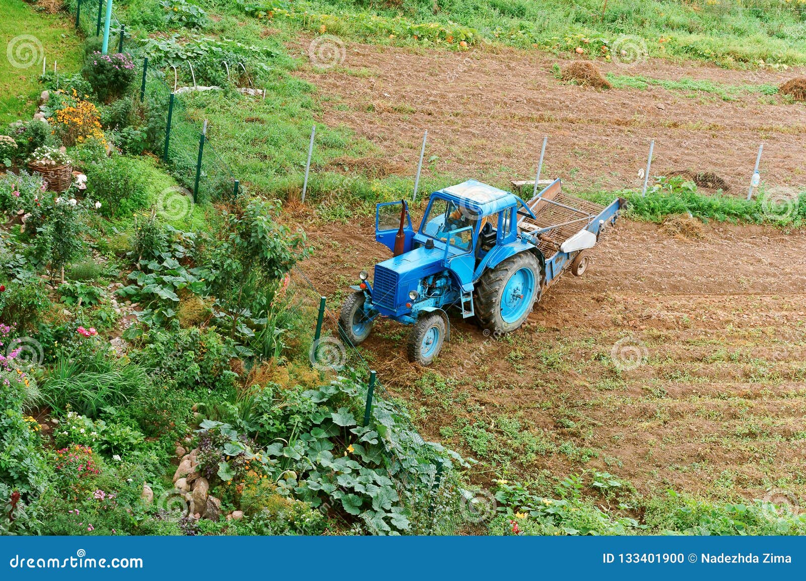 Machine Harvesting Potatoes, Blue Tractor Stock Photo Image of plow