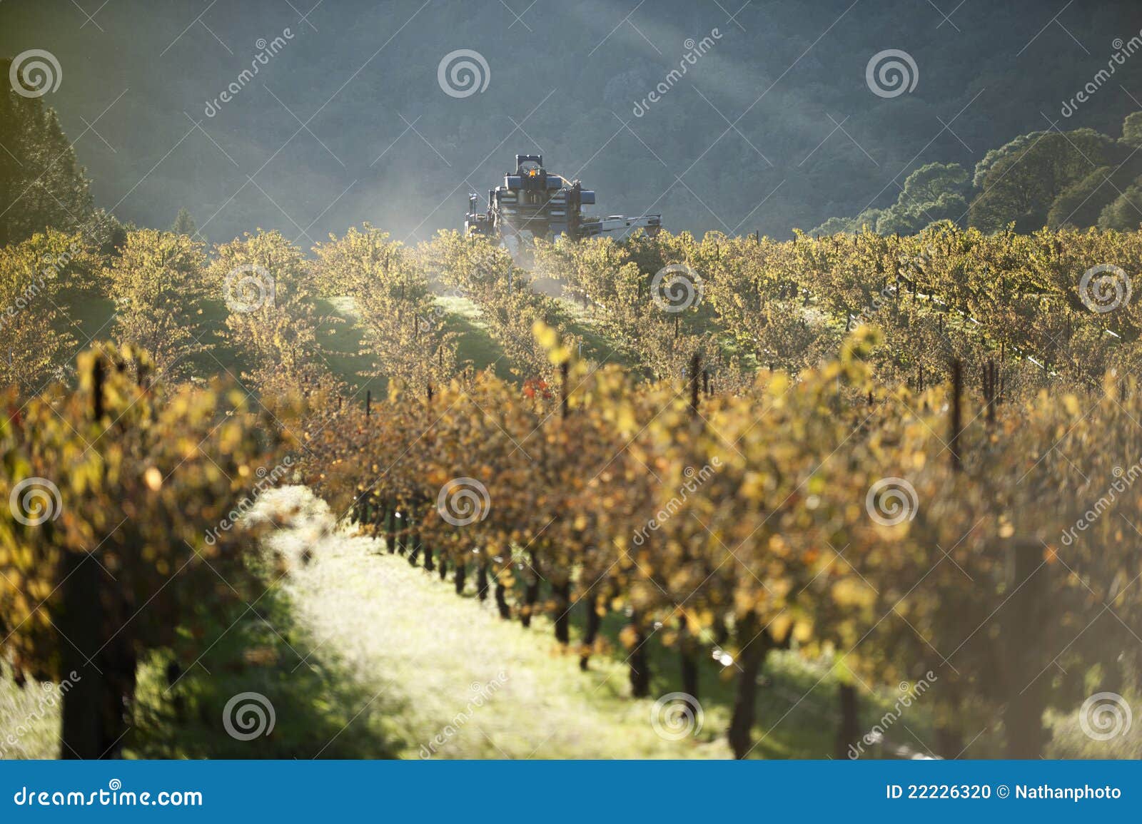 Machine Harvests Wine Grapes Stock Photo Image of harvester, country