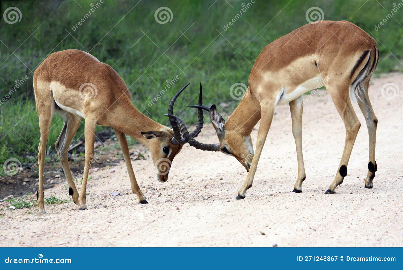 Machos Jovens De Impala Selvagem Experimentam a Mão Na Bunda Dos Chifres  Imagem de Stock - Imagem de hierarquia, rebanho: 271248867