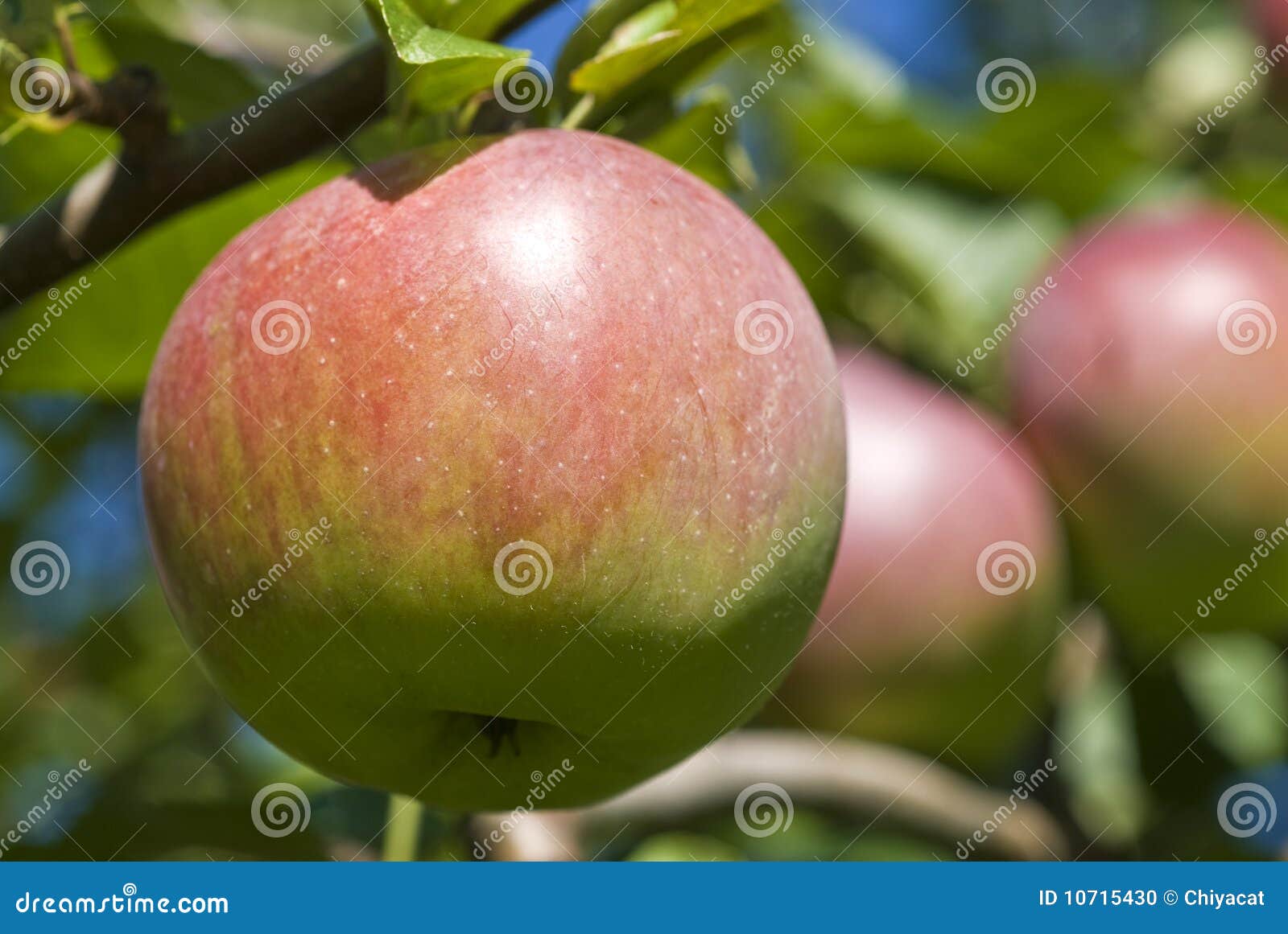 macintosh apple orchard