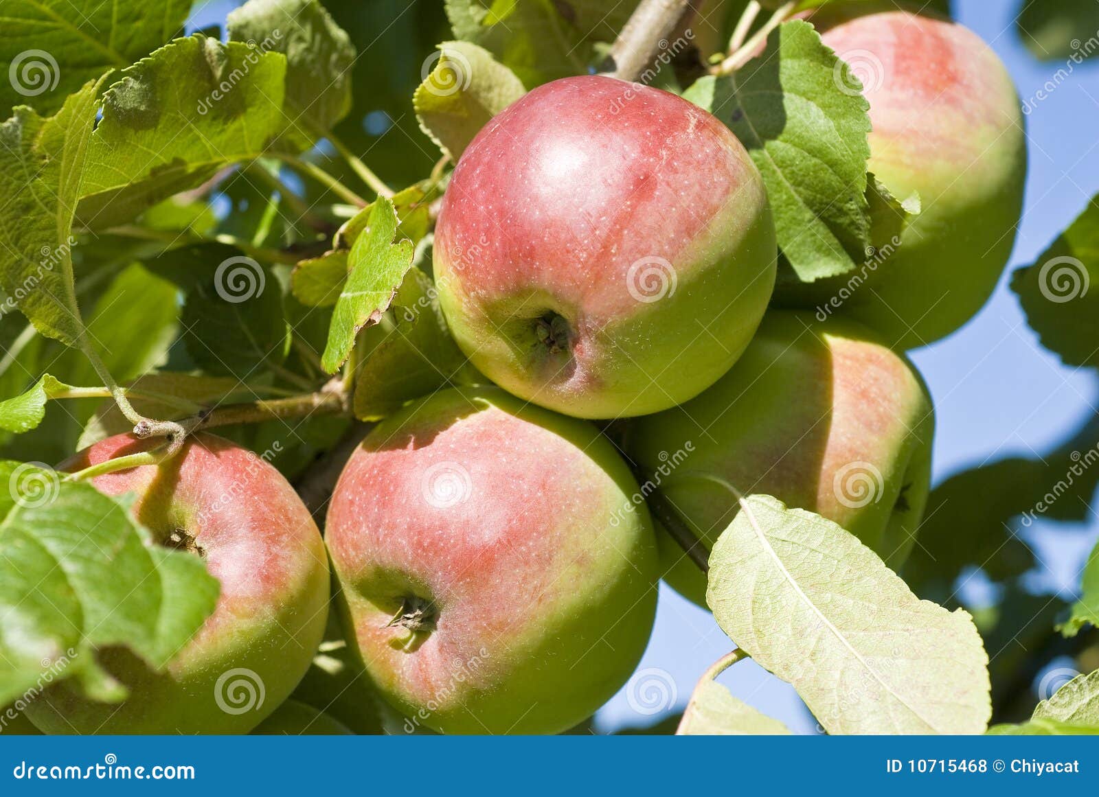 macintosh apple orchard