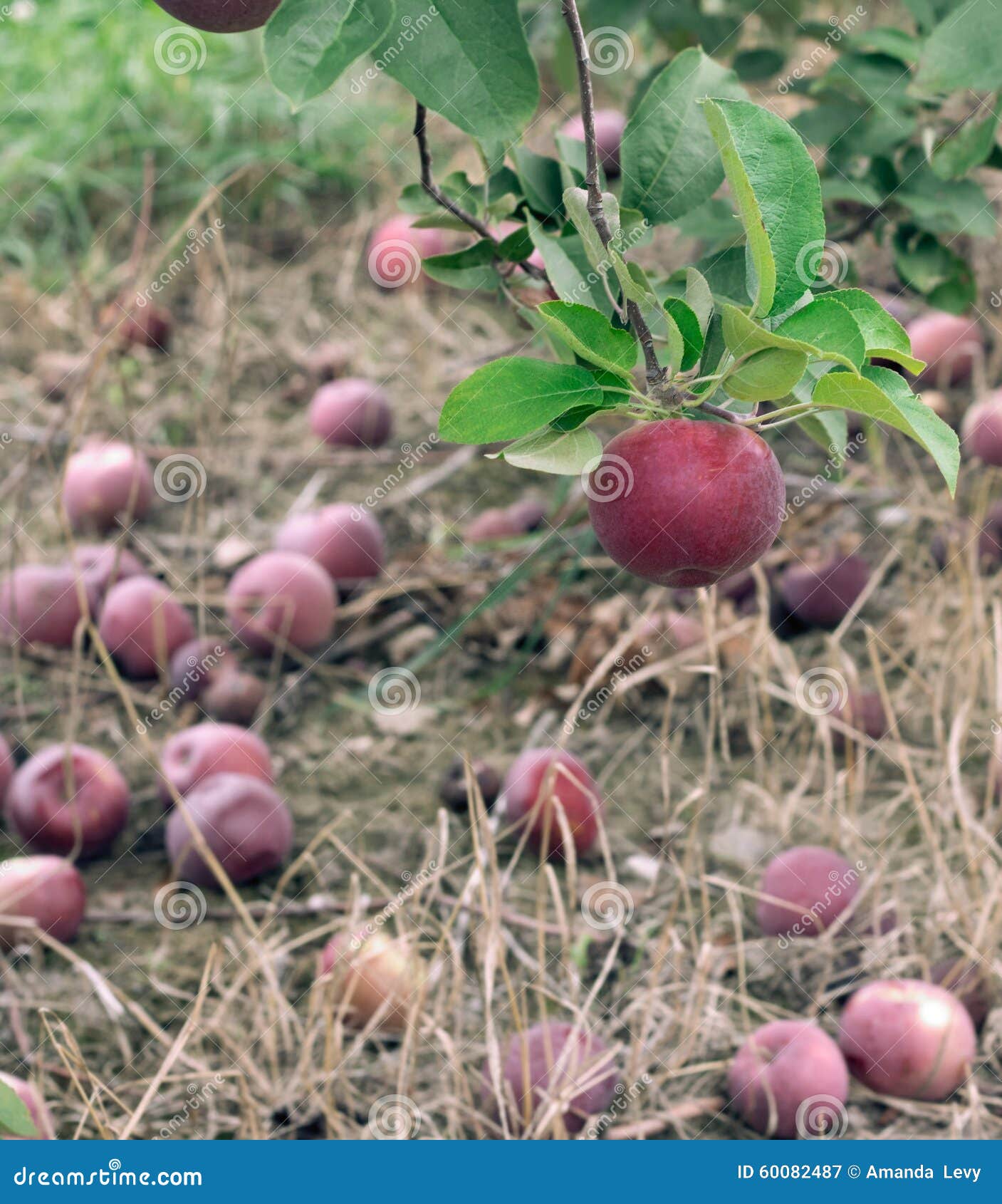 macintosh apple on the tree