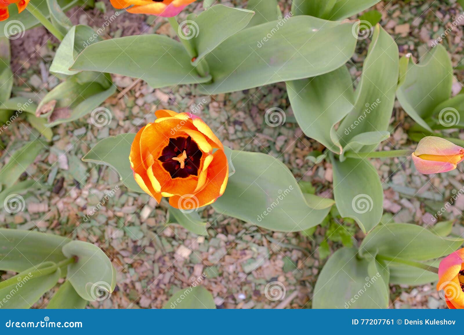 Macizo de flores con los tulipanes en parque de la ciudad