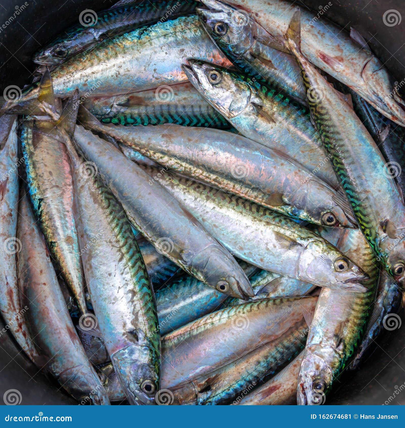Mackarel Fish in the Bucket Stock Image - Image of fishing, bucket