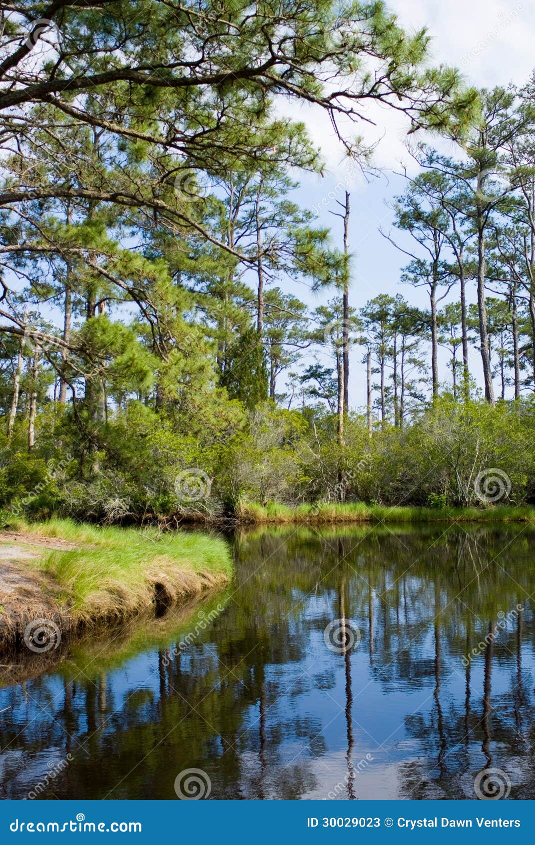 Mackay Island Lake stock image. Image of spring, green 30029023