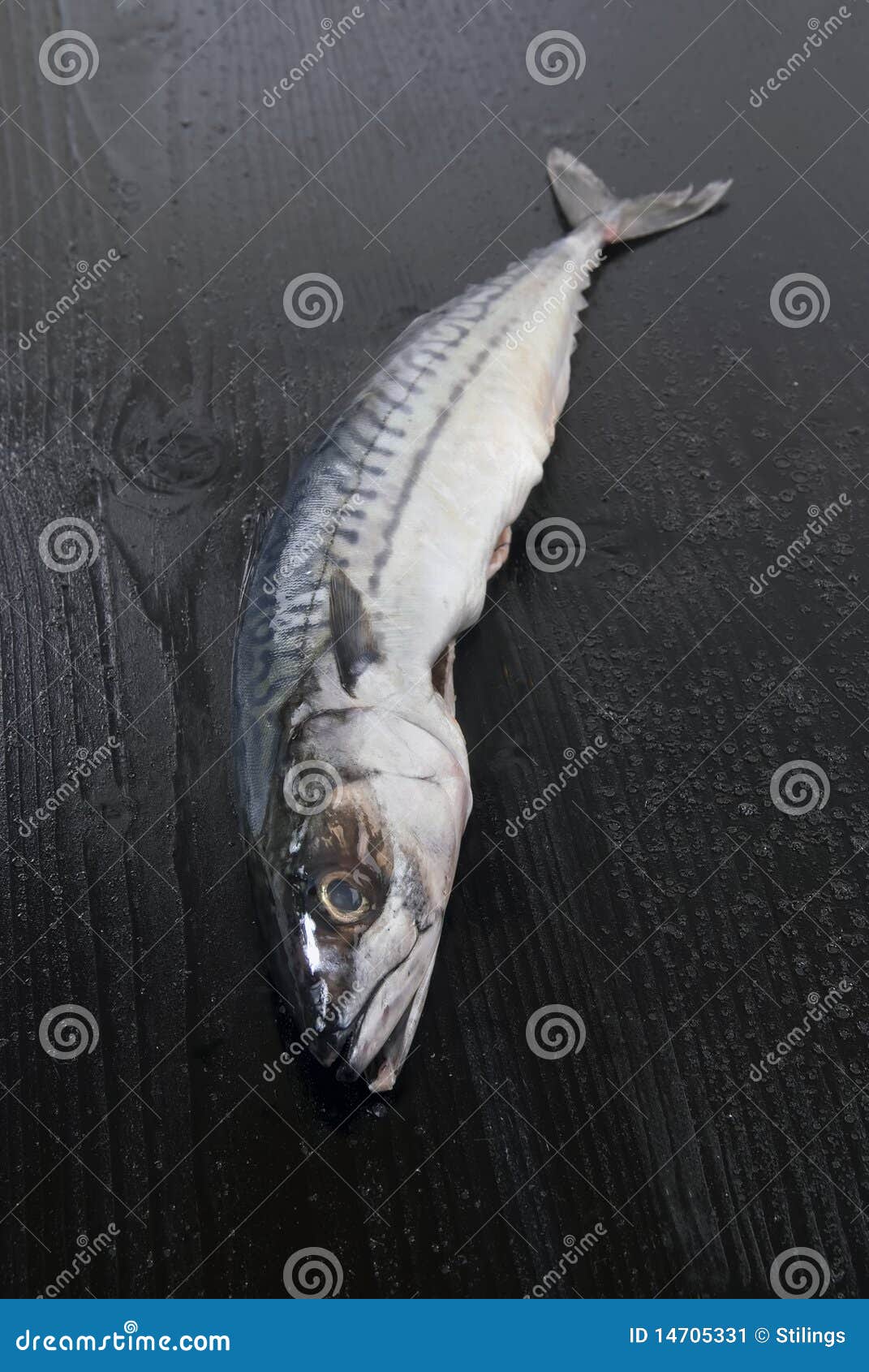 Mackeral stock image. Image of diet, drink, seafood, fish 14705331