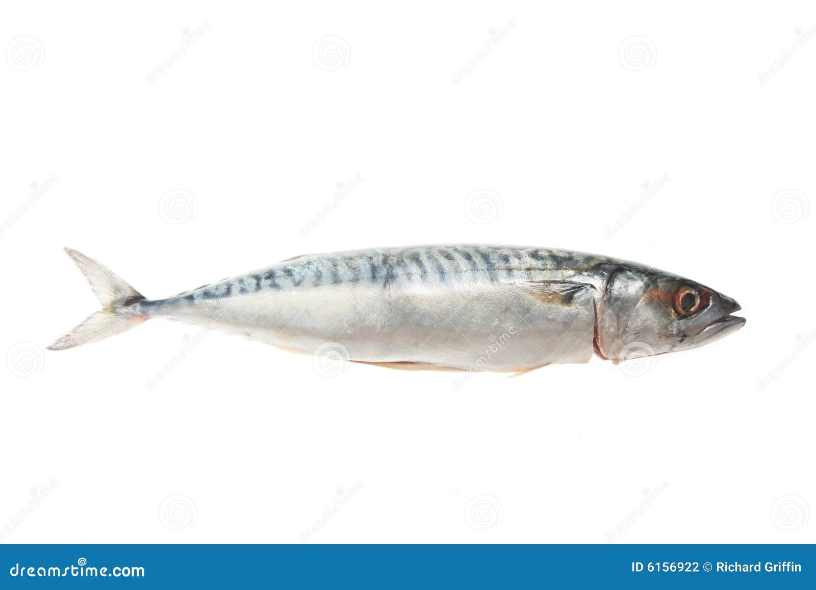 Mackerel stock photo. Image of mackerel, skin, isolated 6156922