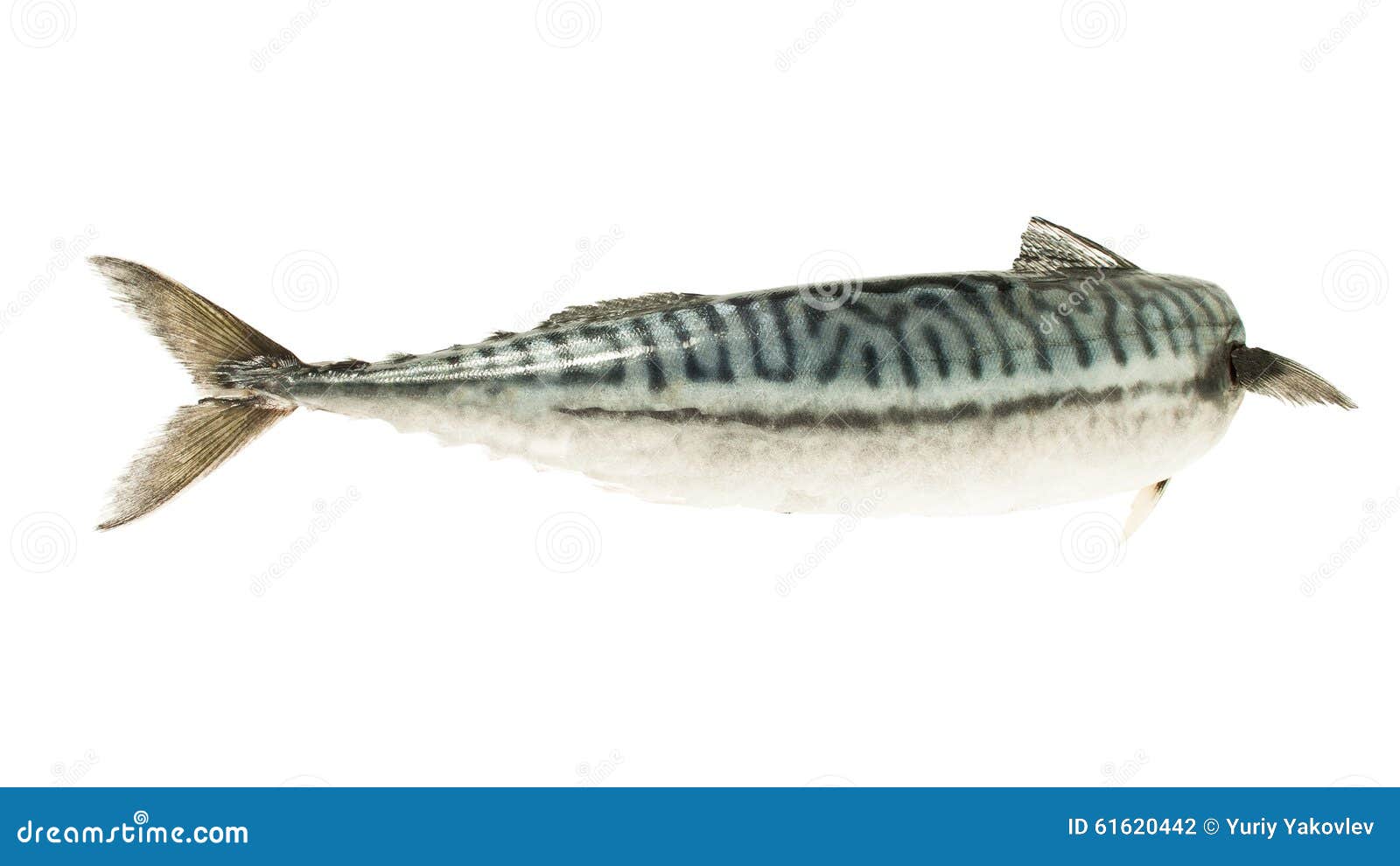 Mackerel, bird, sea fish stock photo. Image of fish, healthy 61620442