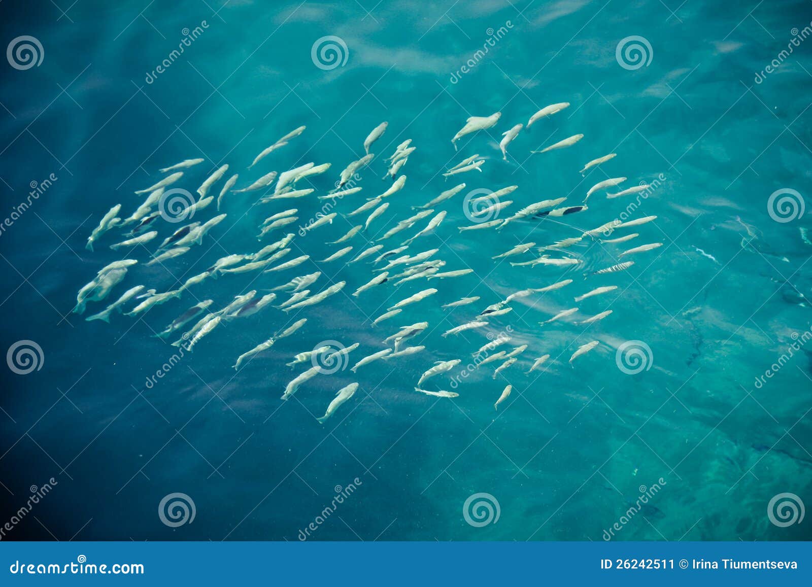 Mackerel Feeding in the Red Sea, Egypt Stock Image Image of