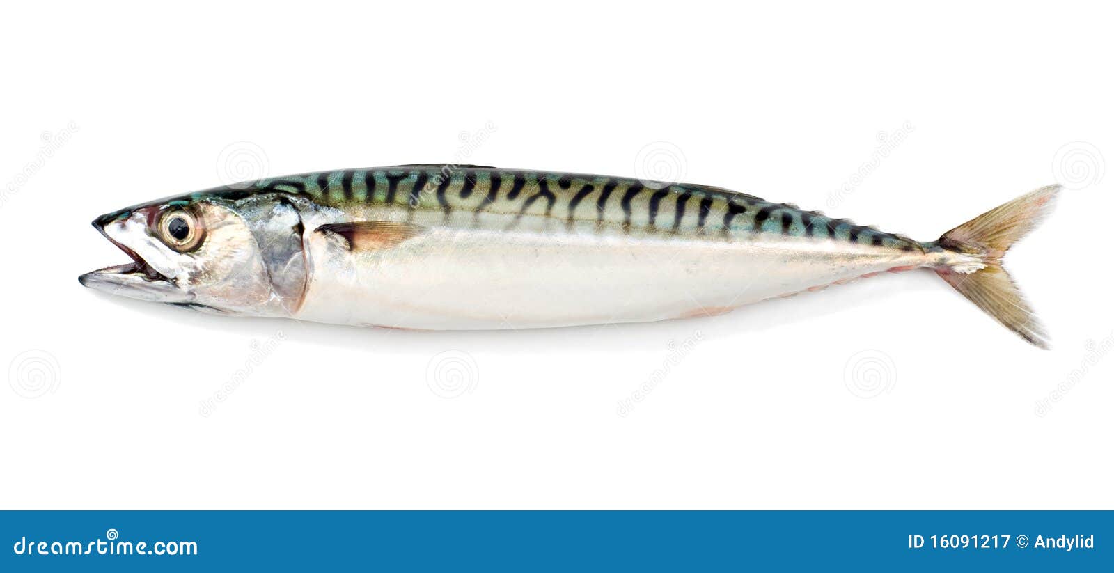 mackerel fish